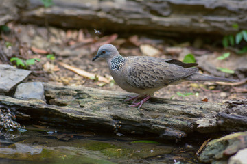 Spotted Dove, Beautiful bird in Thailand