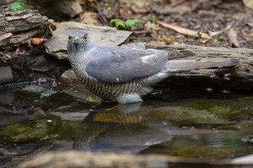 Besra; Accipiter virgatus, Beautiful bird in Thailand.