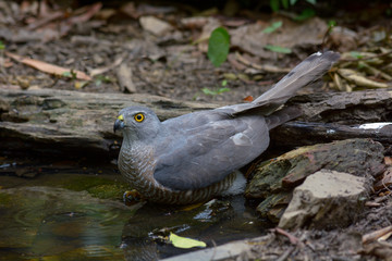 Besra; Accipiter virgatus, Beautiful bird in Thailand.