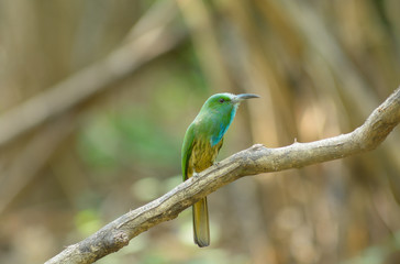 Blue-bearded Bee-eater