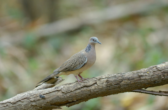 Spotted Dove, Beautiful bird in Thailand