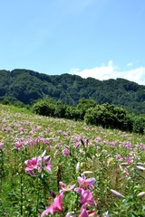 Fototapeta premium ヤマユリ畑と青空