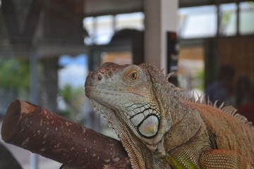 イグアナ