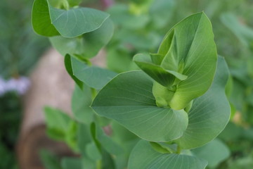 Macro close up of flower germ in the fields at morning, grass lower, natural background. Summer time