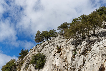 Olivenbäume an einer Felswand, Mallorca, Spanien