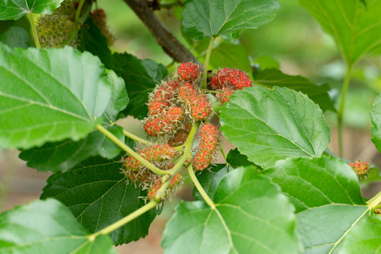 Mulberry fruit, red black under the shade of green leaves in garden.