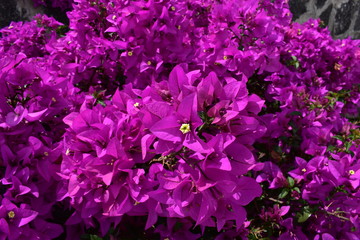 Clos up de bugambilia púrpura