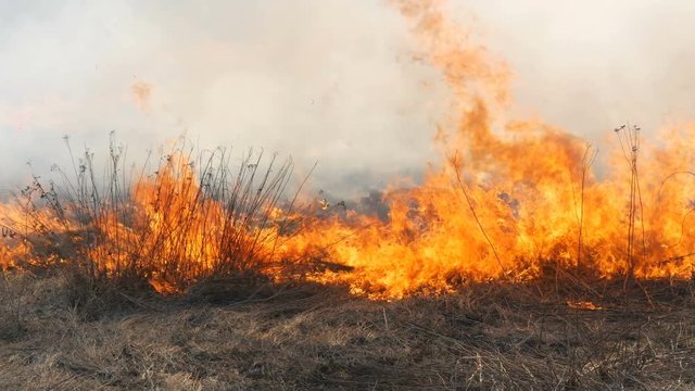 View of the terrible dangerous wild high fire in the daytime in the field. Burning dry straw grass. A large area of nature is in flames.