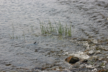 초봄 냇가에 물과 작은풀