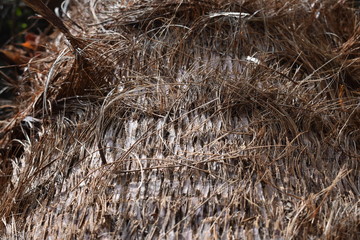 Corteza seca de palmera 