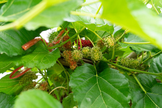 Mulberry fruit, red black under the shade of green leaves in garden.