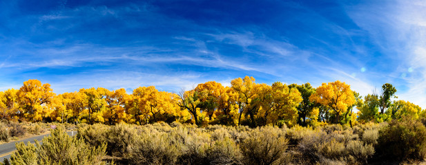 Fall cottonwoods