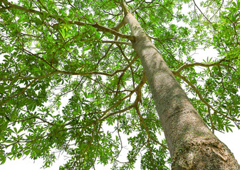 tree green leaf and branches in forest environment concept isolated on white background. shot from below