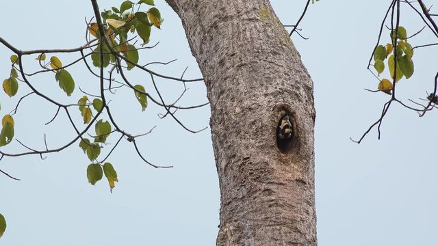 An Oriental Pied Hornbill (Anthracoceros albirostris) nesting. Kingdom: Animalia, Phylum: Chordata, Class: Aves, Order: Bucerotiformes, Family: Bucerotidae, Genus: Anthracoceros, pecies: A.albirostris
