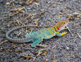 lizard on rock