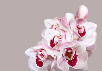pale pink cymbidium orchid flowers 