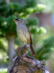 bird on a branch