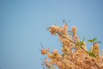 pink flower with blue sky