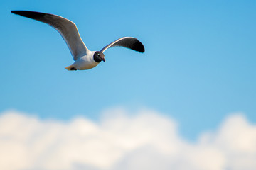 Seagull flying with blue sky and clouds as backdrop