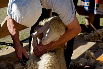 Schafschur im Herbst