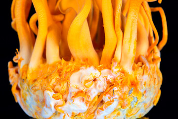 Fresh Cordyceps militaris in Glass bottles