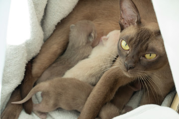 Burmese cat feeding newborn kittens in their nest