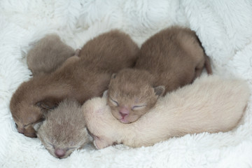 four newborn kittens Burmese breed on the fur litter
