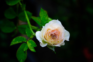 Sweet  rose 