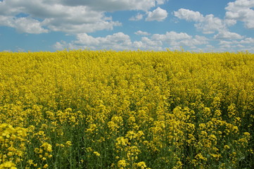 Fototapeta premium Blue sky and field.