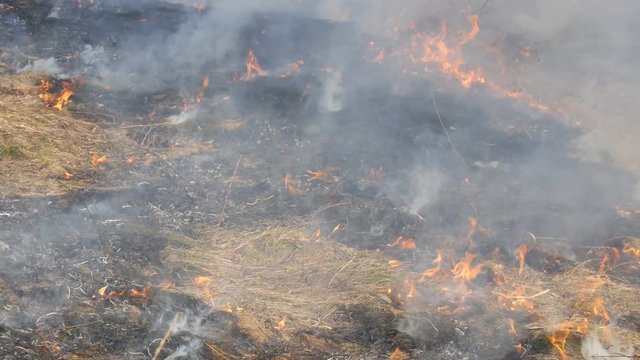 View of the terribly burnt field after a dangerous wild fire in the daytime. Burning dry grass. A large area of nature is in flames.