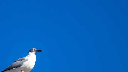 Blue sky background with seagull