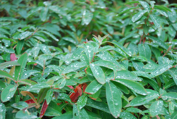 Water or dew drops  on the leaves of plants
