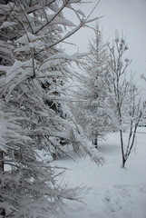 tree brunches covered with thick layer of snow in winter
