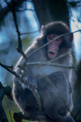 暖かい早春の日に、臥牛山のニホンザルが木の上で逆光に映える