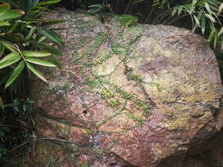 the stone with the plant, moss and leaves on it in Park Victoria, Hong Kong