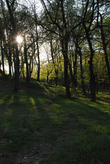 Fototapeta na wymiar The early sunset in the forest, the sunlight goes through the tree's trunks