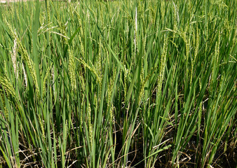 Rice field