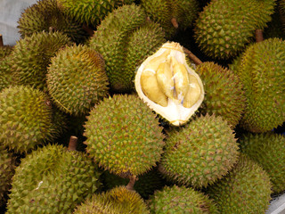 Fruits of durian have very firm cover and are covered with powerful prickles
