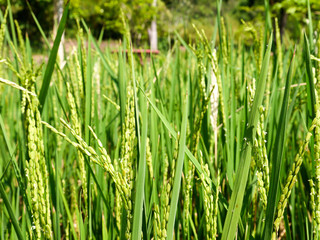 Rice field