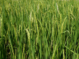 Rice field