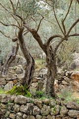 Olivenhain, Mallorca, Spanien