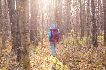 People and nature concept -Traveller woman walking in the forest, back view