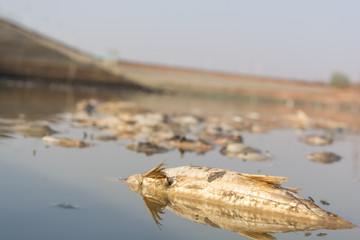 Closeup of died Fishes in a dried up empty reservoir or dam due to a summer heatwave, low rainfall,...