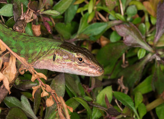 Testa di una lucertola