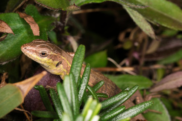 Lucertola tra la vegetazione