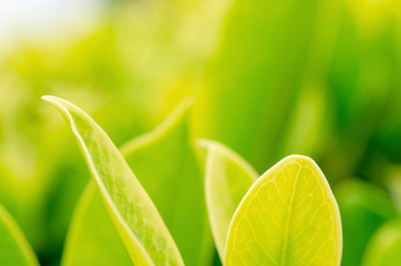 Green leaves with a blurred pattern background