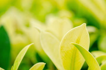 Green leaves with a blurred pattern background