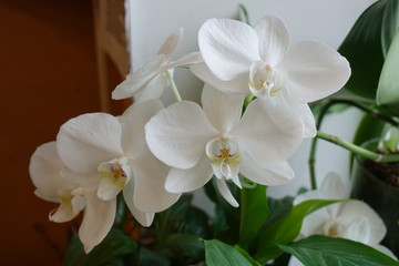 Naklejka na ściany i meble White orchid flowers close up. Home flower on the window.