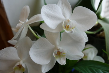 Naklejka na ściany i meble White orchid flowers close up. Home flower on the window.