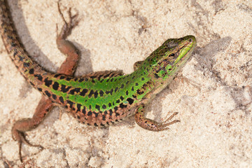 Lucertola verde